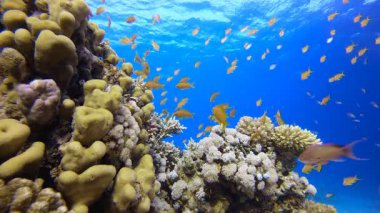 Resif Mercan Tropikal Bahçesi. Su altı deniz balığı. Renkli sualtı deniz manzarası. Tropik balık resifi denizcisi. Su altı deniz balığı. Tropikal balık resifi denizcisi.