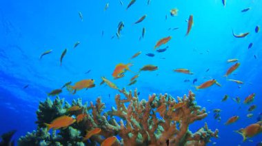 Resif Mercan Tropikal Bahçe Mavi Portakal. Su altı deniz balığı. Renkli sualtı deniz manzarası. Tropik balık resifi denizcisi. Su altı deniz balığı. Tropikal balık resifi denizcisi.