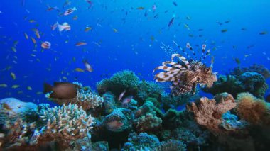 Resif Mercan Tropikal Bahçe Aslan Balığı. Su altı deniz balığı. Renkli sualtı deniz manzarası. Tropik balık resifi denizcisi. Su altı deniz balığı. Tropikal balık resifi denizcisi.