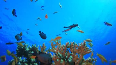 Deniz Resifi Sualtı Sahnesi. Su altı deniz balığı. Renkli sualtı deniz manzarası. Tropik balık resifi denizcisi. Su altı deniz balığı. Tropikal balık resifi denizcisi.