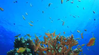 Resif Sahnesi Mercanları ve Balıkları. Su altı deniz balığı. Renkli sualtı deniz manzarası. Tropik balık resifi denizcisi. Su altı deniz balığı. Tropikal balık resifi denizcisi.