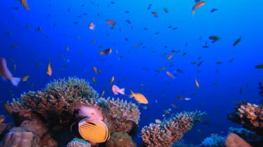 Su altındaki resif mercan bahçesi. Su altı deniz balığı. Renkli sualtı deniz manzarası. Tropik balık resifi denizcisi. Su altı deniz balığı. Tropikal balık resifi denizcisi.