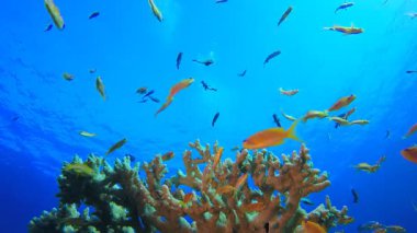 Sea Blue Water Tropikal Balığı Dalgalandırıyor. Su altı deniz balığı. Renkli sualtı deniz manzarası. Tropik balık resifi denizcisi. Su altı deniz balığı. Tropikal balık resifi denizcisi.