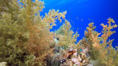 Yumuşak Mercan Brokoli ve Renkli Balıklar. Su altı deniz balığı. Renkli sualtı deniz manzarası. Tropik balık resifi denizcisi. Su altı deniz balığı. Tropikal balık resifi denizcisi.