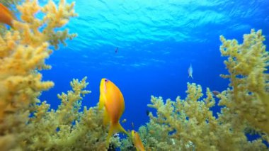 Yumuşak Mercan Bahçesi. Su altı deniz balığı. Renkli sualtı deniz manzarası. Tropik balık resifi denizcisi. Su altı deniz balığı. Tropikal balık resifi denizcisi.