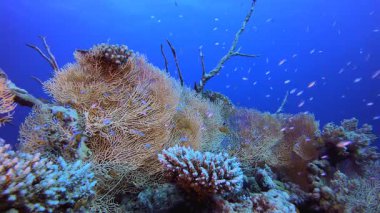 Yumuşak-Sert Mercanlar Renkli Balık. Su altı deniz balığı. Renkli sualtı deniz manzarası. Tropik balık resifi denizcisi. Su altı deniz balığı. Tropikal balık resifi denizcisi.