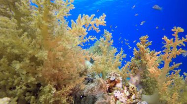 Yumuşak-Sert Mercanlar Renkli Balık. Su altı deniz balığı. Renkli sualtı deniz manzarası. Tropik balık resifi denizcisi. Su altı deniz balığı. Tropikal balık resifi denizcisi.