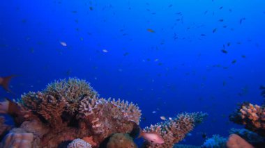 Tropik Mavi Su Renkli Balıklar. Su altı deniz balığı. Renkli sualtı deniz manzarası. Tropik balık resifi denizcisi. Su altı deniz balığı. Tropikal balık resifi denizcisi.