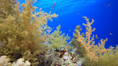Brokoli Yumuşak Mercanlı Tropik Mavi Su. Su altı deniz balığı. Renkli sualtı deniz manzarası. Tropik balık resifi denizcisi. Su altı deniz balığı. Tropikal balık resifi denizcisi.