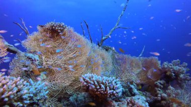 Tropik Renkli Balık ve Mercan. Su altı deniz balığı. Renkli sualtı deniz manzarası. Tropik balık resifi denizcisi. Su altı deniz balığı. Tropikal balık resifi denizcisi.