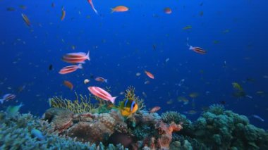 Tropik Renkli Sualtı Deniz Pelerini. Su altı deniz balığı. Tropik balık resifi denizcisi. Renkli sualtı deniz manzarası. Resif mercan sahnesi. Mercan bahçesi deniz manzarası. Renkli tropikal mercan resifleri.
