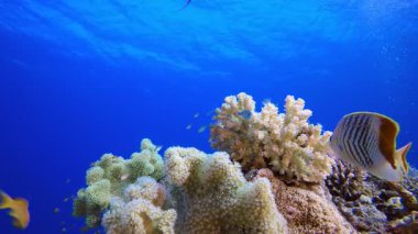 Tropik Mercan Bahçesi Deniz Hayatı. Su altı deniz balığı. Tropik balık resifi denizcisi. Renkli sualtı deniz manzarası. Resif mercan sahnesi. Mercan bahçesi deniz manzarası. Renkli tropikal mercan resifleri.