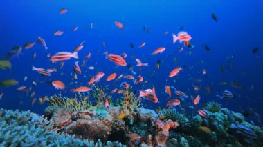 Tropik Mercan Bahçesi Su Altında Yaşam. Su altı deniz balığı. Tropik balık resifi denizcisi. Renkli sualtı deniz manzarası. Resif mercan sahnesi. Mercan bahçesi deniz manzarası. Renkli tropikal mercan resifleri.