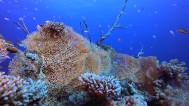 Tropik Mercan Sualtı Bahçe Hayatı. Su altı deniz balığı. Tropik balık resifi denizcisi. Renkli sualtı deniz manzarası. Resif mercan sahnesi. Mercan bahçesi deniz manzarası. Renkli tropikal mercan resifleri.