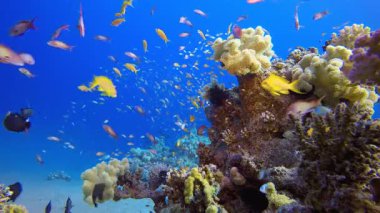 Tropik Mercan Sualtı Bahçe Hayatı. Su altı deniz balığı. Tropik balık resifi denizcisi. Renkli sualtı deniz manzarası. Resif mercan sahnesi. Mercan bahçesi deniz manzarası. Renkli tropikal mercan resifleri.