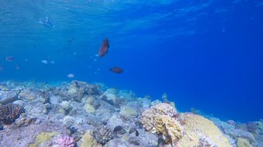 Tropik Balık Mercanları Deniz Resifi. Su altı deniz balığı. Tropik balık resifi denizcisi. Renkli sualtı deniz manzarası. Resif mercan sahnesi. Mercan bahçesi deniz manzarası. Renkli tropikal mercan resifleri.