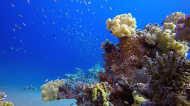Tropik Su altı Balık Resifi. Su altı deniz balığı. Tropik balık resifi denizcisi. Renkli sualtı deniz manzarası. Resif mercan sahnesi. Mercan bahçesi deniz manzarası. Renkli tropikal mercan resifleri.