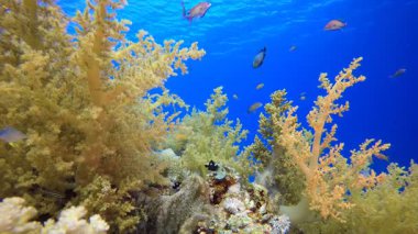 Tropikal resif sualtı yaşamı. Tropik renkli sualtı deniz manzarası. Su altı balık bahçesi resifi. Resif mercan sahnesi. Mercan bahçesi deniz manzarası.