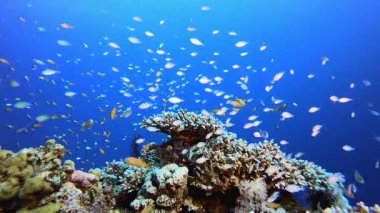 Tropikal Deniz Burnu Renkli Balık. Tropik renkli sualtı deniz manzarası. Su altı balık bahçesi resifi. Resif mercan sahnesi. Mercan bahçesi deniz manzarası.