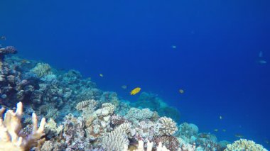 Tropikal Deniz Burnu Renkli Balık. Tropik renkli sualtı deniz manzarası. Su altı balık bahçesi resifi. Resif mercan sahnesi. Mercan bahçesi deniz manzarası.