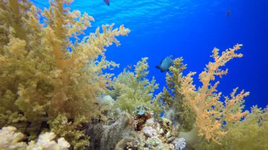 Tropik Deniz Burnu Mercan Resifi Denizcisi. Tropik renkli sualtı deniz manzarası. Su altı balık bahçesi resifi. Resif mercan sahnesi. Mercan bahçesi deniz manzarası.