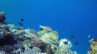 Tropik sualtı balık mercan resifleri. Tropik renkli sualtı deniz manzarası. Su altı balık bahçesi resifi. Resif mercan sahnesi. Mercan bahçesi deniz manzarası.