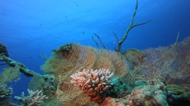 Tropik Su altı Resifi. Tropik sualtı balığı. Renkli tropikal mercan resifi. Sahne resifi. Deniz yaşamı deniz dünyası. Su altı balık resifi denizcisi.