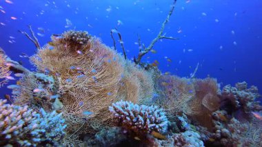 Tropik sualtı resif denizi. Tropik sualtı balığı. Renkli tropikal mercan resifi. Sahne resifi. Deniz yaşamı deniz dünyası. Su altı balık resifi denizcisi.