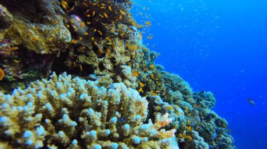 Tropik sualtı resif deniz aslanı balığı. Tropik sualtı balığı. Renkli tropikal mercan resifi. Sahne resifi. Deniz yaşamı deniz dünyası. Su altı balık resifi denizcisi.