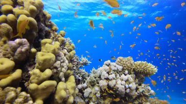 Sualtı Arkaplanı Tropikal Ortam. Tropik sualtı balığı. Renkli tropikal mercan resifi. Sahne resifi. Deniz yaşamı deniz dünyası. Su altı balık resifi denizcisi.