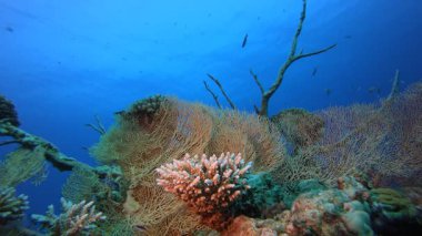 Sualtı Dünyası. Tropik sualtı balığı. Renkli tropikal mercan resifi. Sahne resifi. Deniz yaşamı deniz dünyası. Su altı balık resifi denizcisi.