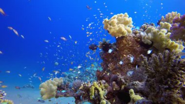 Su altı Güzel Sahne. Tropik sualtı balığı. Renkli tropikal mercan resifi. Sahne resifi. Deniz yaşamı deniz dünyası. Su altı balık resifi denizcisi.