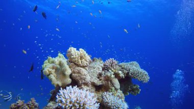 Sualtı Mavi Su Hava Kabarcıkları. Tropik sualtı balığı. Renkli tropikal mercan resifi. Sahne resifi. Deniz yaşamı deniz dünyası. Su altı balık resifi denizcisi.