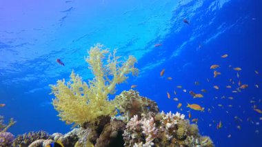 Sualtı Renkli Portakal Balığı. Su altı renkli deniz balığı. Tropik resif denizcisi. Mercanlar tropikal yaşam. Mercan bahçesi deniz manzarası. Mavi su arkaplanı.