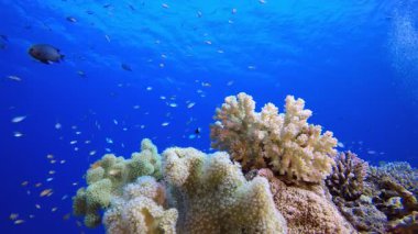 Su altı mercan resifi denizcisi. Su altı renkli deniz balığı. Tropik resif denizcisi. Mercanlar tropikal yaşam. Mercan bahçesi deniz manzarası. Mavi su arkaplanı.