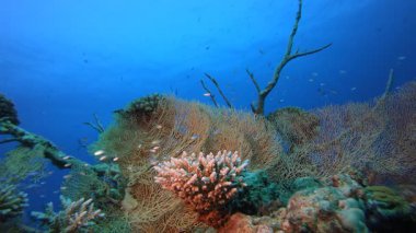 Sualtı Coral Tropik Resifi. Su altı renkli deniz balığı. Tropik resif denizcisi. Mercanlar tropikal yaşam. Mercan bahçesi deniz manzarası. Mavi su arkaplanı.