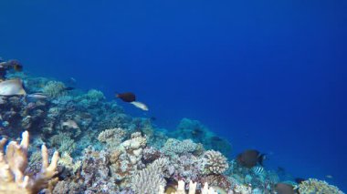 Sualtı Coral Tropikal Resif Denizcisi. Su altı renkli deniz balığı. Tropik resif denizcisi. Mercanlar tropikal yaşam. Mercan bahçesi deniz manzarası. Mavi su arkaplanı.