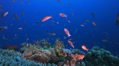 Sualtı Balık ve Mercan Bahçesi. Su altı renkli deniz balığı. Tropik resif denizcisi. Mercanlar tropikal yaşam. Mercan bahçesi deniz manzarası. Mavi su arkaplanı.