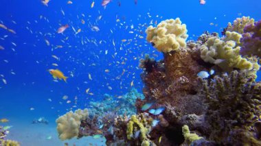 Vibrant Coral Garden 'da sualtı balığı. Su altı renkli deniz balığı. Tropik resif denizcisi. Mercanlar tropikal yaşam. Mercan bahçesi deniz manzarası. Mavi su arkaplanı.