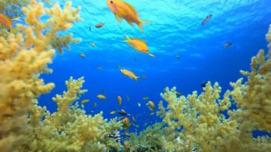 Denizaltı Tropikal Hayatı. Tropik sualtı balığı. Su altı balık resifi denizcisi. Yumuşak ve sert mercanlar. Su altı balık bahçesi resifi. Mercan bahçesi deniz manzarası.