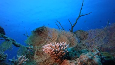 Denizaltı Tropikal Hayatı. Tropik sualtı balığı. Su altı balık resifi denizcisi. Yumuşak ve sert mercanlar. Su altı balık bahçesi resifi. Mercan bahçesi deniz manzarası.