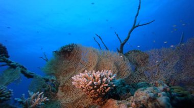 Sualtı Sahne Mercan Resifi. Tropik sualtı balığı. Su altı balık resifi denizcisi. Yumuşak ve sert mercanlar. Su altı balık bahçesi resifi. Mercan bahçesi deniz manzarası.