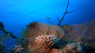 Su altı Mercan Resifi. Tropik sualtı balığı. Su altı balık resifi denizcisi. Yumuşak ve sert mercanlar. Su altı balık bahçesi resifi. Mercan bahçesi deniz manzarası.