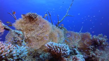 Su altı Mercan Resifi. Tropik sualtı balığı. Su altı balık resifi denizcisi. Yumuşak ve sert mercanlar. Su altı balık bahçesi resifi. Mercan bahçesi deniz manzarası.