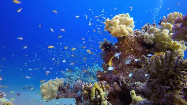 Su altı Mercan Resifi. Tropik sualtı balığı. Su altı balık resifi denizcisi. Yumuşak ve sert mercanlar. Su altı balık bahçesi resifi. Mercan bahçesi deniz manzarası.