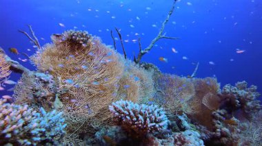 Su altı Mercan Kayalıkları. Tropik sualtı balığı. Su altı balık resifi denizcisi. Yumuşak ve sert mercanlar. Su altı balık bahçesi resifi. Mercan bahçesi deniz manzarası.