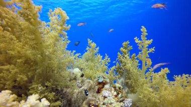 Sualtı Yumuşak Mercan Resifi. Su altı deniz balığı. Tropik balık resifi denizcisi. Renkli sualtı deniz manzarası. Resif mercan sahnesi. Mercan bahçesi deniz manzarası. Renkli tropikal mercan resifleri.