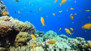 Su altı Mavi Deniz Suyu. Su altı deniz balığı. Tropik balık resifi denizcisi. Renkli sualtı deniz manzarası. Resif mercan sahnesi. Mercan bahçesi deniz manzarası. Renkli tropikal mercan resifleri.