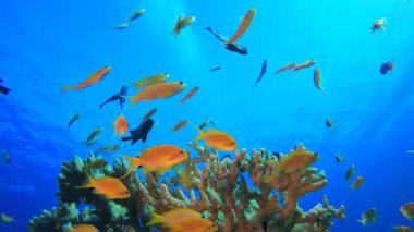 Sualtı Tropikal Resif Manzarası. Su altı deniz balığı. Tropik balık resifi denizcisi. Renkli sualtı deniz manzarası. Resif mercan sahnesi. Mercan bahçesi deniz manzarası. Renkli tropikal mercan resifleri.