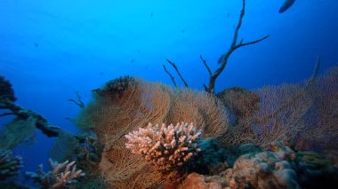 Sualtı Tropikal Deniz Burnu. Su altı deniz balığı. Tropik balık resifi denizcisi. Renkli sualtı deniz manzarası. Resif mercan sahnesi. Mercan bahçesi deniz manzarası. Renkli tropikal mercan resifleri.